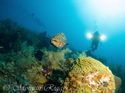 Gates Lights chasing a grouper by Morgan Riggs 